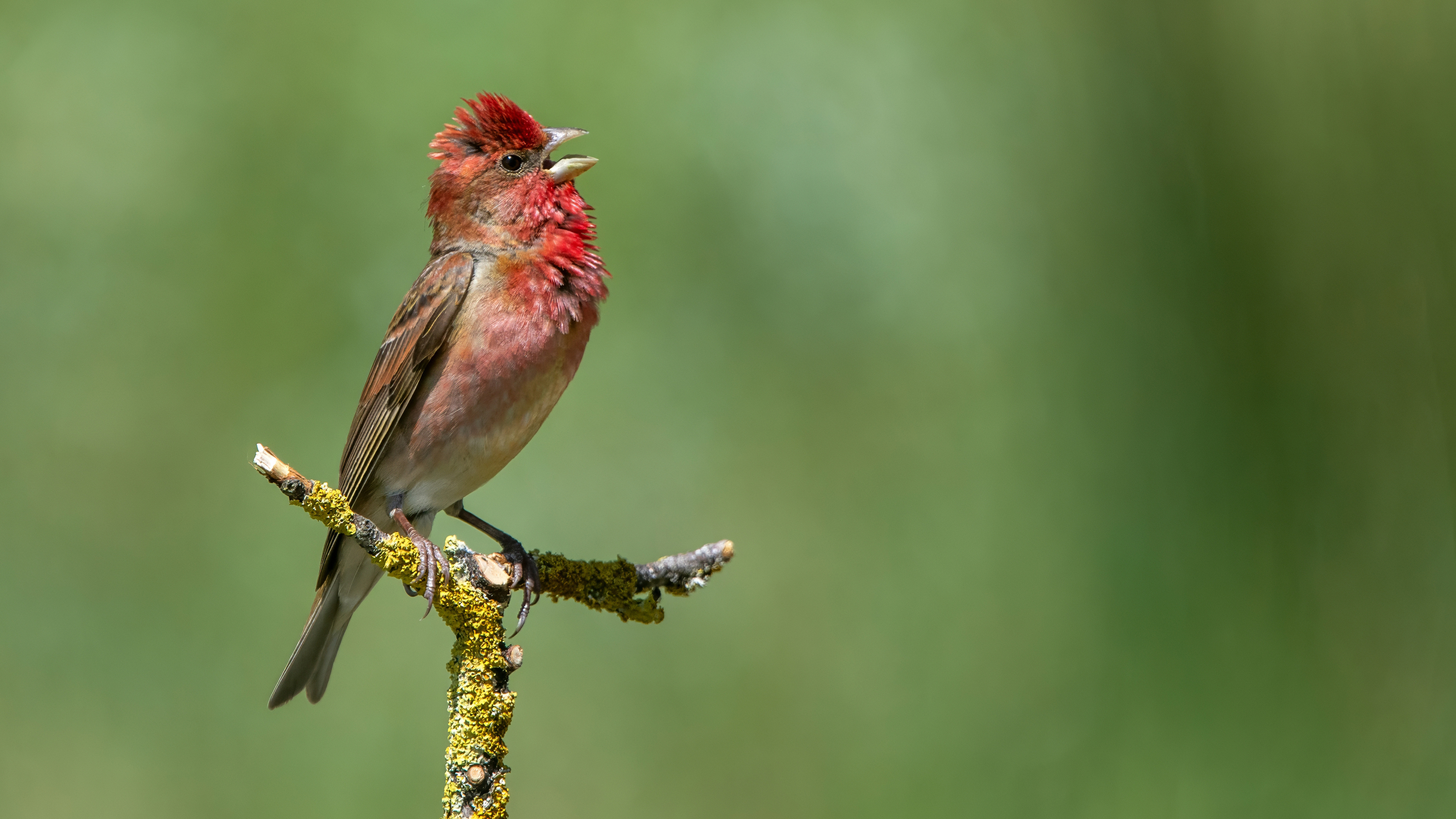 Common Rosefinch — Ana fotoğraf